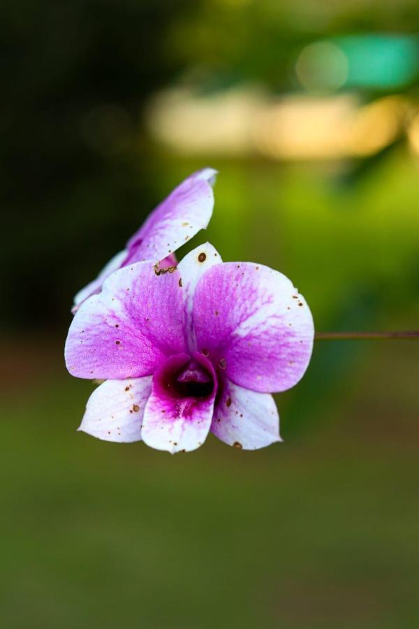 Recanto Dos Beija Flores, Chale Bougainville 南蒙蒂阿莱格里 外观 照片