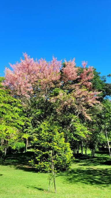Recanto Dos Beija Flores, Chale Bougainville 南蒙蒂阿莱格里 外观 照片